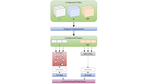 Action Recognition in the Compressed Domain: A Neural Search Approach